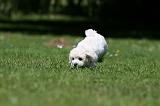 BICHON FRISE 567